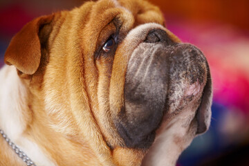 Face, adorable and bulldog animal profile at shelter for pet care or pamper treatment . Closeup of cute brown and white dog or puppy looking up in facial expression for attention, love or best friend