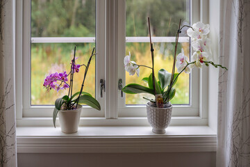 orchids in the window sill