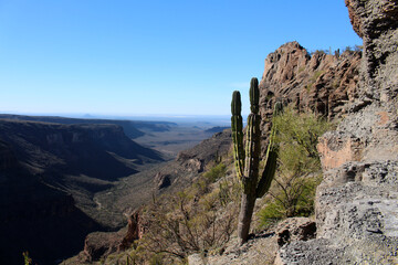 Cacti in landscape in the semi-desert of Baja California Sur, Mexico