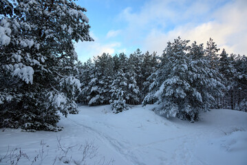 A snowy forest after a heavy blizzard.