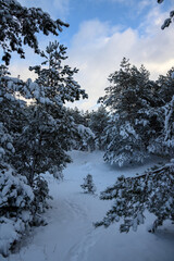 A snowy forest after a heavy blizzard.