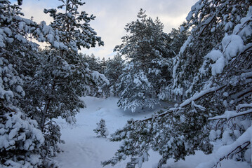 A snowy forest after a heavy blizzard.