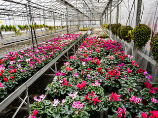 A large number of bright pink cyclamen in flower pots in the greenhouse