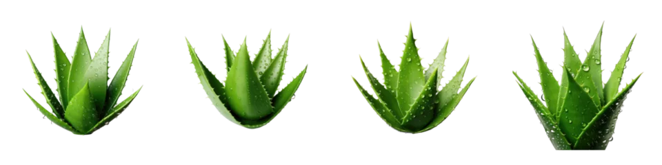Gordijnen Aloe vera a tropical plant is a useful herbal medicine for skin and hair treatment Transparent Background PNG © FIAZ
