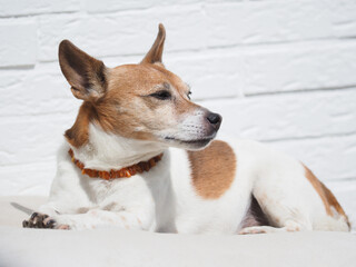 Older Jack Russell Terrier looks thoughtful, is a dog thinking about its future?