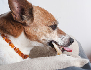 Older Jack Russell Terrier enjoys brushing his teeth with a chew stick