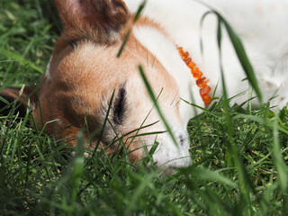 Thirteen-year-old Jack Russell Terrier lying relaxed in the grass and enjoying the midday sun.