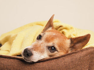 Very old Jack Russell Terrier in his beloved dog basket, knowing that his time has come. Two hours...