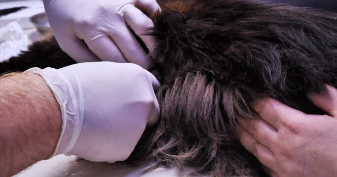The veterinarian makes a puncture with a syringe in the cat's chest cavity. The cat has accumulated fluid in her lungs and is having difficulty breathing. The veterinarian performs thoracentesis.