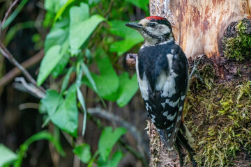 Great woodpecker, Dendrocopos major, male of this large bird sitting on tree stump, red feathers, wild nature scene
