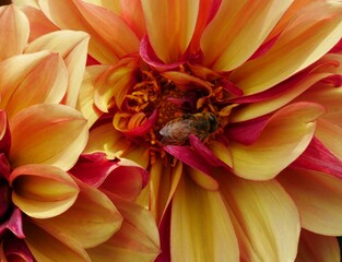 In Colors orange, yellow blossomed flower detail from a  dahlia. Yellow stamens of the plant. In the middle a honey bee collecting pollen