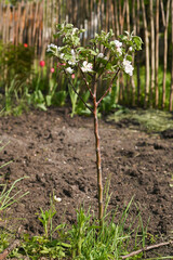 A small apple tree is blooming. Vertical
