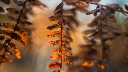 Macro de feuilles de fougère sauvages, dans la forêt des Landes de Gascogne, pendant le...