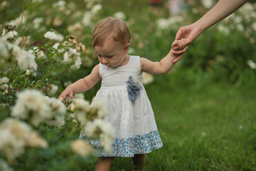 Little girl explores a rose bush, fingers poised delicately. Perfect for illustrating articles on...