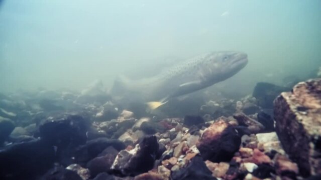 Sea trout, also called Sea run brown trout (lat.: Salmo trutta trutta) migrated to a small river for spawning 