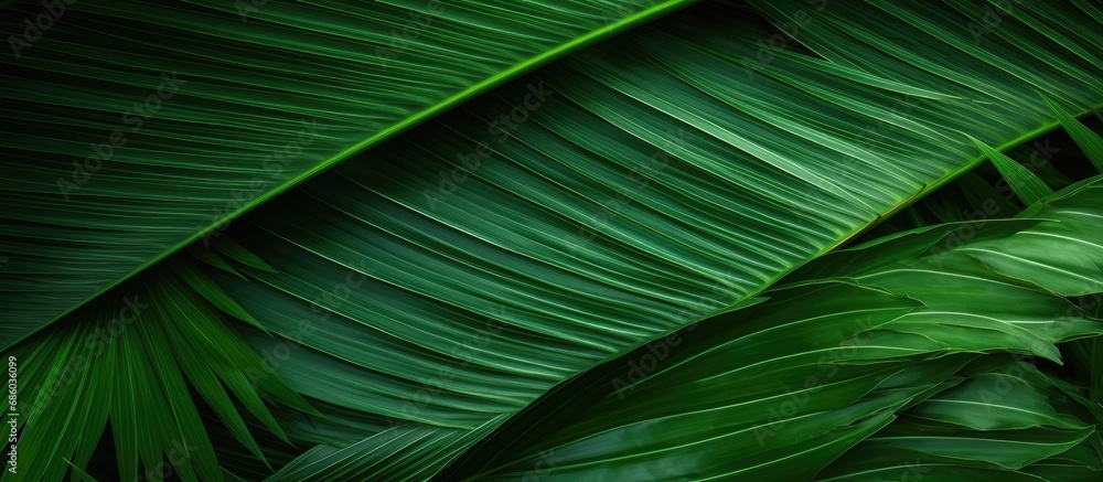 Poster green foliage with palm leaf texture and linear pattern in the backdrop.