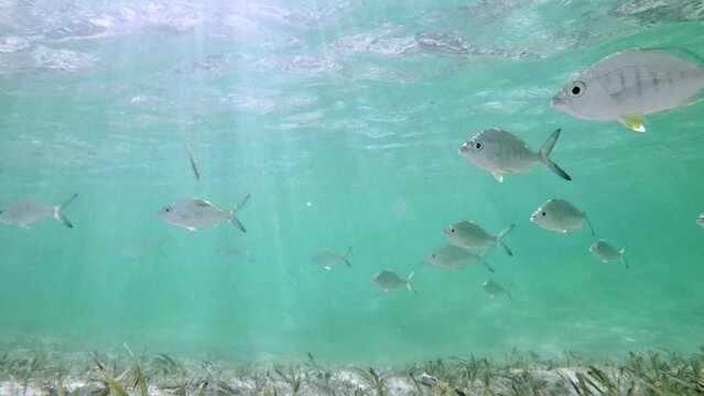 Big school of Yellowfin Mojarra (lat.:Gerres cinerus) swimming in shallow water. Bahamas