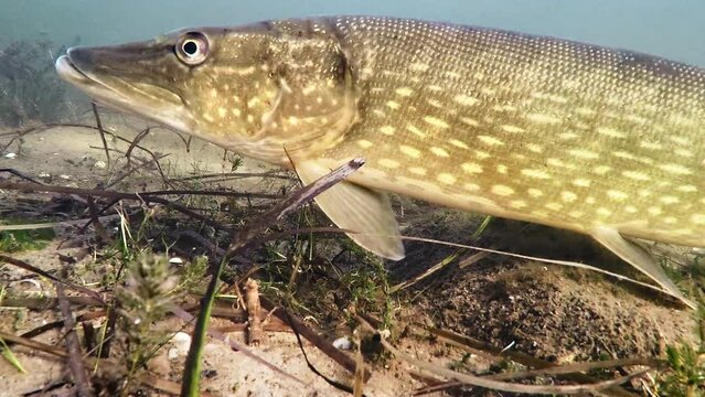 Northern pike (lat.: Esox Lucius) standing in front of the underwater camera, ending up swimming slowly away.