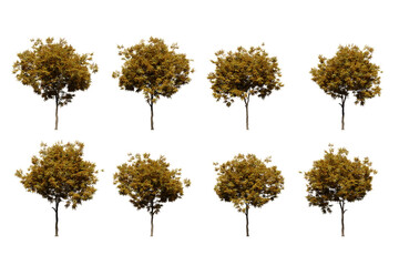 autumn oak tree isolated on transparent background