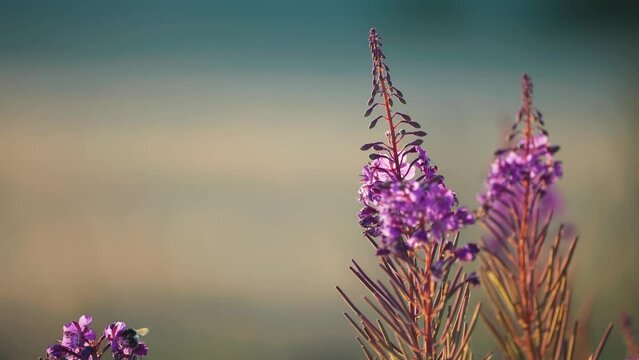 A bee gathers nectar from the fireweed flowers. A close-up parallax shot. Bokeh background.