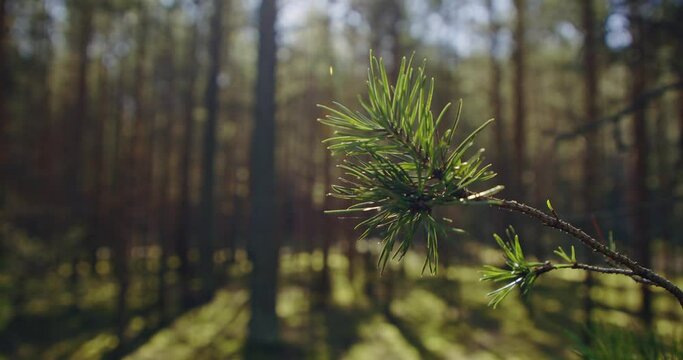 Close-up of vibrant green pine needles on a sunlit pine branch, capturing the essence of a warm summer day in the pristine outdoors. Concept of a clean and refreshing natural environment.