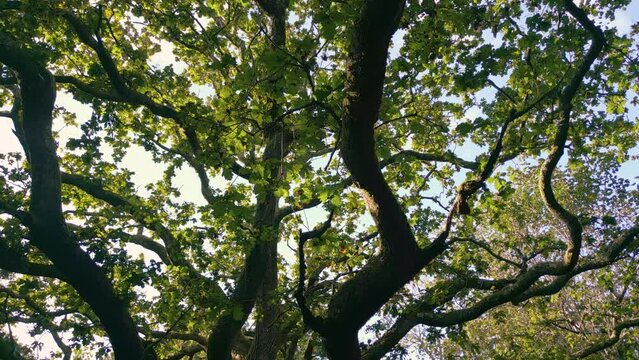 Closeup Of Verdant Oak Tree In The Forest Greenery In Spain. arc shot