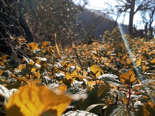 autumn leaves on the ground