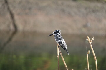 Pied kingfisher bird (Ceryle rudis)