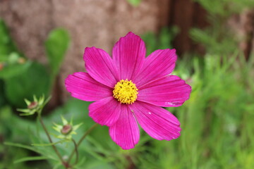 Blume, Blüte, Pink