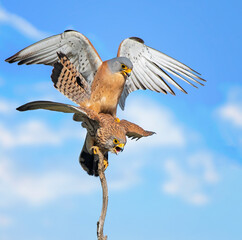 red tailed hawk