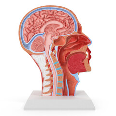 Anatomy Human Head 3D Modeling PSD File Realistic Human Anatomy 