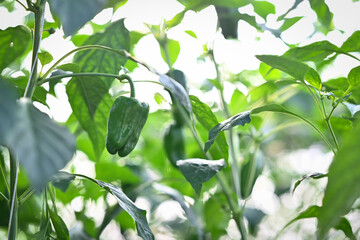 Green pepper or bell pepper on plant in greenhouse. Ecological and organic cultivation concept