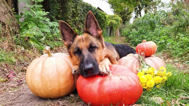 A German Shepherd lies with its muzzle on pumpkins, posing for the camera against the backdrop of thickets of wild grapes