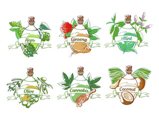Bottles with oils hops ginseng mint olive cannabis coconut with ribbon set engraved vector
