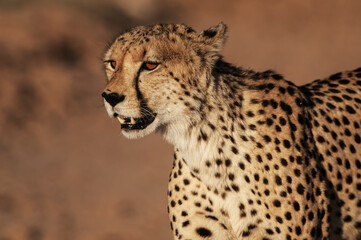 cheetah in serengeti portrait