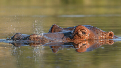 hippopotamus in water blowing water out his nostrils