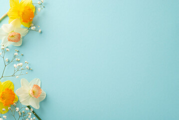 Springtime comes alive with fresh daffodils and gypsophila. Top view showcases the elegance of white and yellow flowers on soft pastel blue backdrop, offering space for text or promotional messages