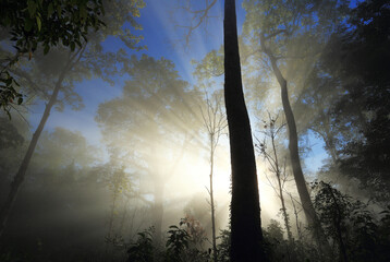 The sun shines through the large, lush forest.