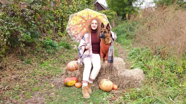 A girl with luxurious hair in a plaid blanket sits on hay bales, next to a German shepherd in a sweater on a path against the backdrop of pumpkins in autumn