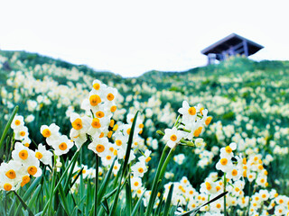 兵庫県のスイセンの咲く灘黒岩水仙郷、水仙の花の咲く灘黒岩水仙郷
