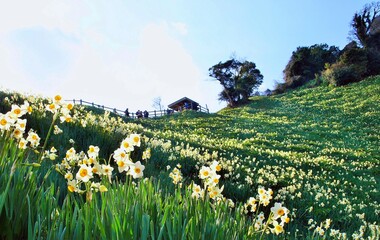 兵庫県のスイセンの咲く灘黒岩水仙郷、水仙の花の咲く灘黒岩水仙郷