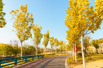Autumn Buttonwood landscape Avenue