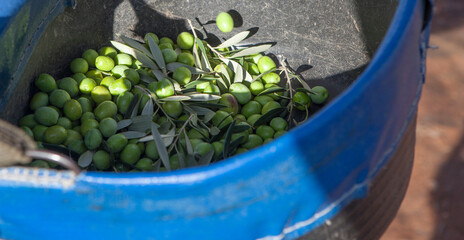 Harvesting bucket detail with green olives