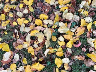 autumn leaves background