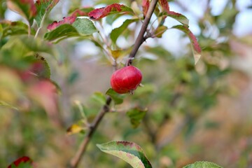 red apples on a tree