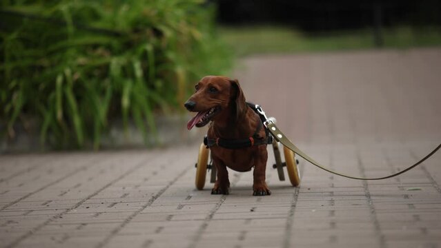 Dog in a wheelchair walking on a leash 