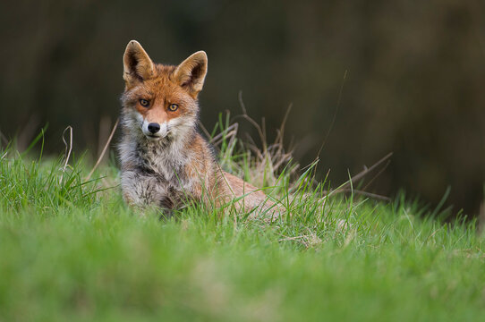 Renard Images – Browse 6,337 Stock Photos, Vectors, and Video