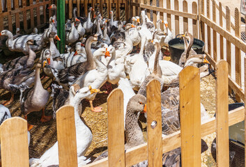 geese in a farmyard