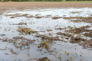 puddle after rain,puddles in the field, autumn field