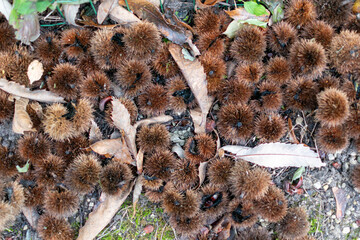 chestnuts on a background,chestnut shells,autumn background